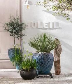 Eukalyptus, Stämmchen -Outdoor Living Verkauf 8200735 8684920 8586133 8591281 8533044 WE MO 001 AgapanthusT17 GC08 2022 BL