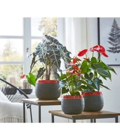 Große Flamingoblume - Anthurium Andreanum 'Adios', Verschiedene Sorten -Outdoor Living Verkauf 8201253 8736266 8203408 PR MO 003 Anthurien02GC18