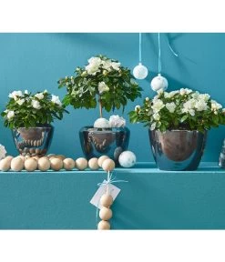 Zimmerazalee - Rhododendron Simsii, Busch -Outdoor Living Verkauf 8205148 8205171 8205379 82005148 PR MO 020 AzaleenAzaleaT12UveSauer