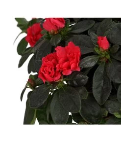 Zimmerazalee - Rhododendron Simsii, Busch -Outdoor Living Verkauf 8205379 WE DE 003 AzaleeAzaleaBuschMixT14DehnerExpressHerzigOW