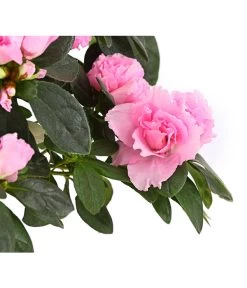 Zimmerazalee - Rhododendron Simsii, Busch -Outdoor Living Verkauf 8205379 WE DE 004 AzaleeAzaleaBuschMixT14DehnerExpressHerzigOW