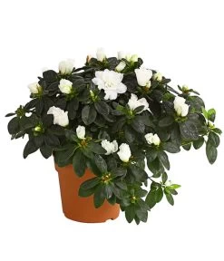 Zimmerazalee - Rhododendron Simsii, Busch -Outdoor Living Verkauf 8205379 WE FS 001 AzaleeAzaleaBuschMixT14DehnerExpressHerzigOW