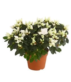 Zimmerazalee - Rhododendron Simsii, Busch -Outdoor Living Verkauf 8205379 WE FS 001 AzaleeAzaleaBuschT14DehnerExpressHerzigOW