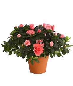 Zimmerazalee - Rhododendron Simsii, Busch -Outdoor Living Verkauf 8205379 we FS 002 AzaleeAzaleaBuschMixT14DehnerExpressHerzigOW