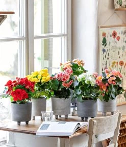 Elatior-Begonie - Begonia Elatior -Outdoor Living Verkauf 8208357 WE MO 001 EliatorBegonie