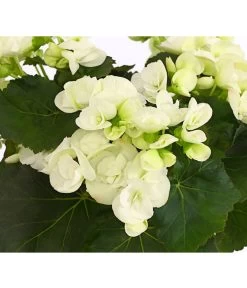 Elatior-Begonie - Begonia Elatior -Outdoor Living Verkauf 8208399 PR DE 001 BegonieElatiorBegoniaWeissT13DehnerExpressHerzig