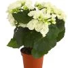Elatior-Begonie - Begonia Elatior -Outdoor Living Verkauf 8208399 PR FS 002 BegonieElatiorBegoniaWeissT13DehnerExpressHerzig
