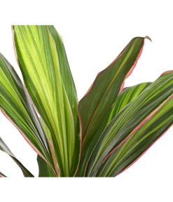 Keulenlilie - Cordyline Cultivars, Verschiedene Sorten -Outdoor Living Verkauf 8212508 PR DE 002 KeulenlinieCordylineCultivarsT13DehnerHerzig