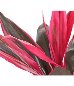 Keulenlilie - Cordyline Cultivars, Verschiedene Sorten -Outdoor Living Verkauf 8212508 PR DE 004 KeulenlinieCordylineCultivarsT13DehnerHerzig