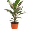 Keulenlilie - Cordyline Cultivars, Verschiedene Sorten -Outdoor Living Verkauf 8212508 PR FS 001 KeulenlinieCordylineCultivarsT13DehnerHerzig