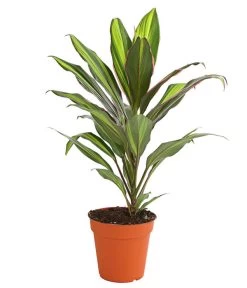 Keulenlilie - Cordyline Cultivars, Verschiedene Sorten -Outdoor Living Verkauf 8212508 PR FS 002 KeulenlinieCordylineCultivarsT13DehnerHerzig