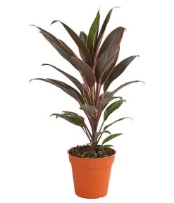 Keulenlilie - Cordyline Cultivars, Verschiedene Sorten -Outdoor Living Verkauf 8212508 PR FS 003 KeulenlinieCordylineCultivarsT13DehnerHerzig
