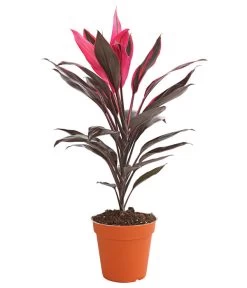Keulenlilie - Cordyline Cultivars, Verschiedene Sorten -Outdoor Living Verkauf 8212508 PR FS 004 KeulenlinieCordylineCultivarsT13DehnerHerzig