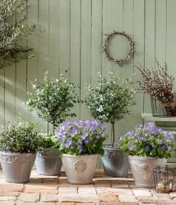 Eukalyptus, Stämmchen -Outdoor Living Verkauf 8214017 PR MO 001 PericallisSenetti GC02 2022 01