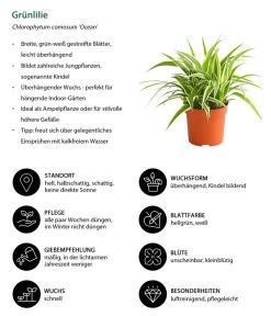 Grünlilie - Chlorophytum Comosum 'Ocean' -Outdoor Living Verkauf 8215329 WE IG 001 GruenlilieChlorophytumOceanT10DehnerExpressHerzig