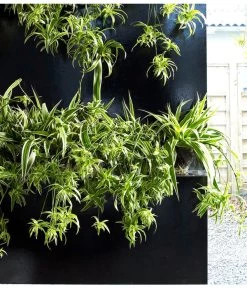 Grünlilie - Chlorophytum Comosum 'Ocean' -Outdoor Living Verkauf 8215329 WE MO 002 ChlorophytumOceanGruenlilieFloradania