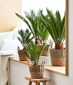 Sagopalmfarn - Cycas Revoluta -Outdoor Living Verkauf 8216236 WE MO 001 SagopalmfarnCycas