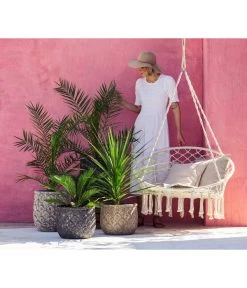 XXL Kanarische Dattelpalme, Ca. 140-160 Cm -Outdoor Living Verkauf 8216277 WE MO 001 DracaenaIndivisiaT20