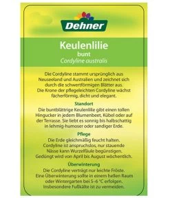 Keulenlilie - Cordyline Australis Variegata -Outdoor Living Verkauf 8216368 CorylineBuntEtikett2