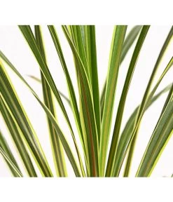 Keulenlilie - Cordyline Australis Variegata -Outdoor Living Verkauf 8216368 PR DE 001 KeulenlilieCordylineAustralisVariegataT17ExpressHerzig