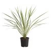 Keulenlilie - Cordyline Australis Variegata -Outdoor Living Verkauf 8216368 PR FS 001 KeulenlilieCordylineAustralisVariegataT17ExpressHerzig