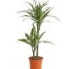 Drachenbaum - Dracaena Deremensis 'White Stripe' 1 Drachenbaum - Dracaena Deremensis 'White Stripe' -Outdoor Living Verkauf 8220584 WE FS 001 DrachenbaumDraceanaDeremensisWhiteStripe2erTuffT19DehnerExpressHerzig