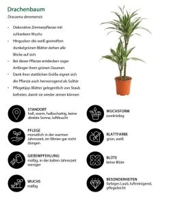 Drachenbaum - Dracaena Deremensis 'White Stripe' -Outdoor Living Verkauf 8220584 WE IG 001 DrachenbaumDraceanaDeremensisWhiteStripe2erTuffT19DehnerExpressHerzig