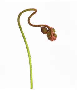 Sonnentau - Drosera Aliciae -Outdoor Living Verkauf 8222960 WE DE 001 DroseraAliciaeT9DehnerExpressHerzig