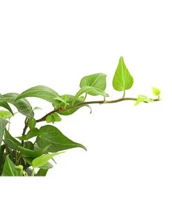 Efeu - Hedera Helix, Grünlaubig -Outdoor Living Verkauf 8224248 WE DE 001 EfeuGruenT9DehnerExpressHerzig