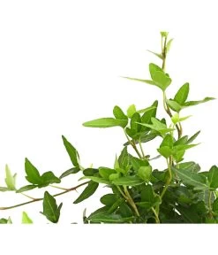 Efeu - Hedera Helix, Grünlaubig -Outdoor Living Verkauf 8224248 WE DE 002 EfeuGruenT9DehnerExpressHerzig