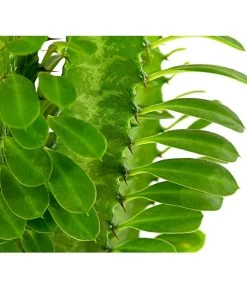 Dreirippige Wolfsmilch - Euphorbia Trigona -Outdoor Living Verkauf 8225856 PR DE 001 EuphorbiaTrigonaDreirippigeWolfsmilchT12DehnerExpressHerzig