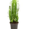 Dreirippige Wolfsmilch - Euphorbia Trigona -Outdoor Living Verkauf 8225856 PR FS 001 EuphorbiaTrigonaDreikantigeWolfsmilchT12DehnerExpressHerzig