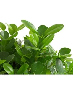 Lorbeer-Feige - Ficus Microcarpa 'Moclame', Stämmchen -Outdoor Living Verkauf 8229874 PR DE 001 FicusMoclameStammT23DehnerExpressHerzig