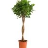 Lorbeer-Feige - Ficus Microcarpa 'Moclame', Stämmchen 2 Lorbeer-Feige - Ficus Microcarpa 'Moclame', Stämmchen -Outdoor Living Verkauf 8229874 PR FS 001 FicusMoclameStammT23DehnerExpressHerzig