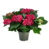 Hortensie - Hydrangea Macrophylla 'Curly Wurly' -Outdoor Living Verkauf 8229999 PR FS 001 Hort CurlyWurlyrot