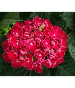 Hortensie - Hydrangea Macrophylla 'Curly Wurly' -Outdoor Living Verkauf 8229999 WE DE 001 HortensieCurlyWurlyrot