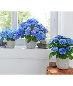 Midi Hortensie - Hydrangea Macrophylla, Verschiedene Farben -Outdoor Living Verkauf 8233744 2418291 2791507 2442770 2442796 8233785 WE MO 003 HortensieMidiBlauHortensieBlau