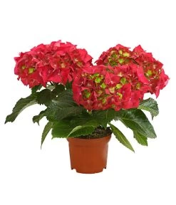 Midi Hortensie - Hydrangea Macrophylla, Verschiedene Farben -Outdoor Living Verkauf 8233744 WE FS 001 HortensieHydrangeaMidiMixT10DehnerExpressHerzig