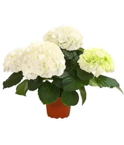 Midi Hortensie - Hydrangea Macrophylla, Verschiedene Farben -Outdoor Living Verkauf 8233744 WE FS 002 HortensieHydrangeaMidiMixT10DehnerExpressHerzig