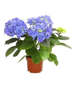 Midi Hortensie - Hydrangea Macrophylla, Verschiedene Farben -Outdoor Living Verkauf 8233744 WE FS 003 HortensieHydrangeaMidiMixT10DehnerExpressHerzig