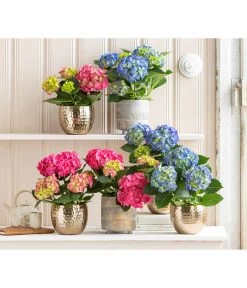 Midi Hortensie - Hydrangea Macrophylla, Verschiedene Farben -Outdoor Living Verkauf 8233744 WE MO 001 Hortensien