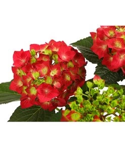 Midi Hortensie - Hydrangea Macrophylla, Verschiedene Farben -Outdoor Living Verkauf 8233751 WE DE 001 HortensieHydrangeaRotT14DehnerExpressHerzig