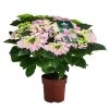 Hortensie 'Fleurentina Pink' -Outdoor Living Verkauf 8233934 WE FS 002 Hort FleurinePink
