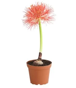 Feuerball-Lilie - Blutblume