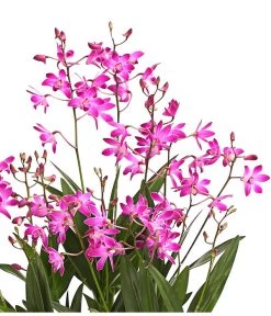 Duft-Traubenorchidee - Dendrobium Kingianum 'Berry' -Outdoor Living Verkauf 8250714 WE DE 001 DendrobiumBerryDuftOWT12DehnerExpressHerzig