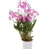 Duft-Traubenorchidee - Dendrobium Kingianum 'Berry' -Outdoor Living Verkauf 8250714 WE FS 001 DendrobiumBerryDuftT12OWDehnerExpressHerzig