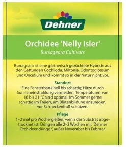 Burrageara-Orchidee - Burrageara Cultivars 'Nelly Isler' 9 Burrageara-Orchidee - Burrageara Cultivars 'Nelly Isler' -Outdoor Living Verkauf 8251266 OrchideeNellyIslerEtikett1