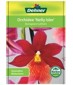 Burrageara-Orchidee - Burrageara Cultivars 'Nelly Isler' 8 Burrageara-Orchidee - Burrageara Cultivars 'Nelly Isler' -Outdoor Living Verkauf 8251266 OrchideeNellyIslerEtikett2