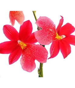 Burrageara-Orchidee - Burrageara Cultivars 'Nelly Isler' 7 Burrageara-Orchidee - Burrageara Cultivars 'Nelly Isler' -Outdoor Living Verkauf 8251266 PR DE 001 BurragearaNellyIslerT12DehnerExpressHerzig