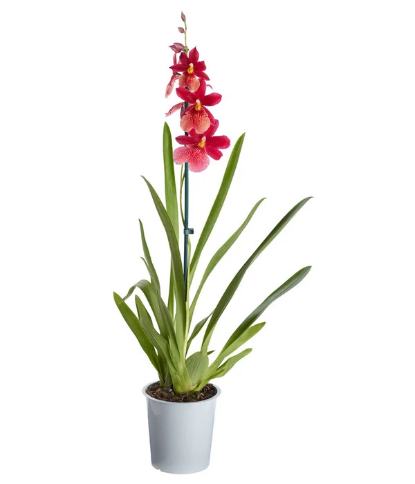 Burrageara-Orchidee - Burrageara Cultivars 'Nelly Isler' 3 Burrageara-Orchidee - Burrageara Cultivars 'Nelly Isler'